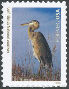 Great Blue Heron (Ardea herodias wardi), Gulf Islands