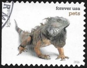 Iguana (Iguana sp.)
