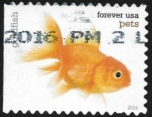 Goldfish (Carassius auratus auratus)
