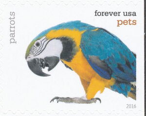 Blue-and-yellow Macaw (Ara ararauna),