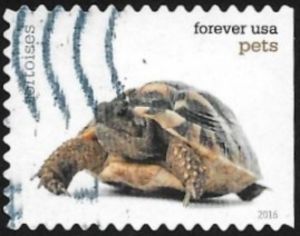 Tortoise