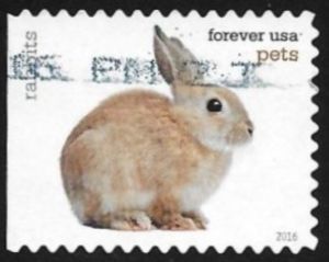 Rabbit (Oryctolagus cuniculus forma domestica)