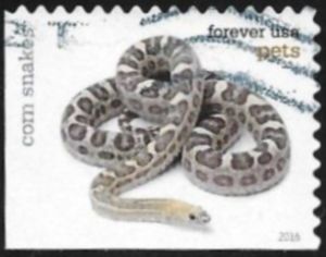 Corn Snake (Pantherophis guttatus)