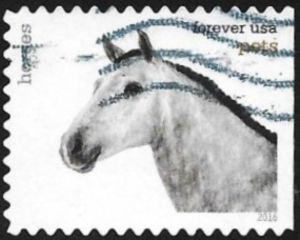 Horse (Equus ferus caballus)