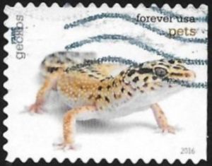 Gecko (Infraorder: Gekkota)