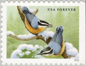 Red-breasted Nuthatch (Sitta canadensis)