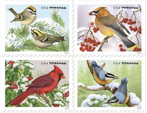 Songbirds in Winter