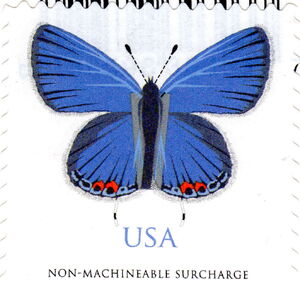 Eastern Tailed Blue (Cupido comyntas)