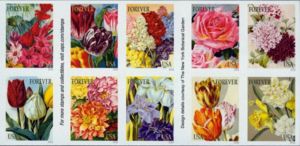 Botanical Art - Corn lilies