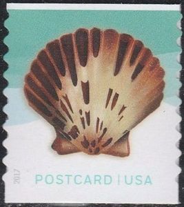 Pacific Calico Scallop (Argopecten ventricosus)