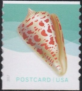 Alphabet Cone (Conus spurius)