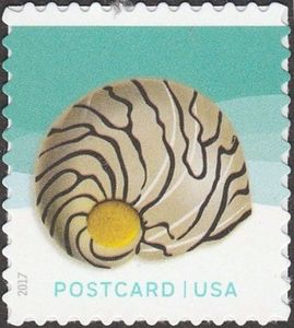 Spotted Nerite (Vittina natalensis)
