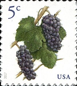 Grapes