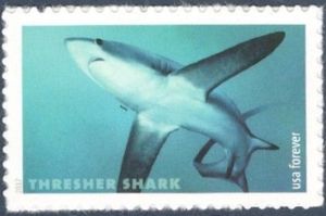 Pelagic Thresher (Alopias pelagicus)