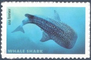 Whale Shark (Rhincodon typus)