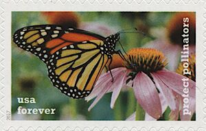 Monarch on Purple Coneflower