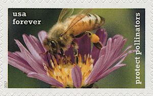 Honey Bee on New England Aster