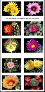 Cactus Flower: Block of 10