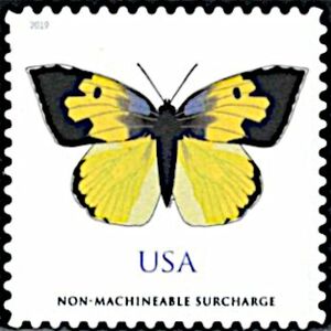 California Dogface (Zerene eurydice)