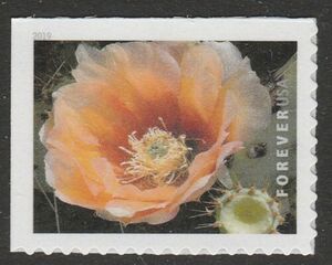 Texas Prickly-Pear (Opuntia engelmannii)