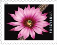 Dahlia Hedgehog Cactus (Echinocereus poselgeri)