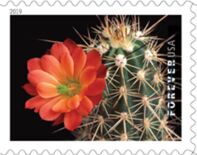 Scarlet Hedgehog Cactus (Echinocereus coccineus)