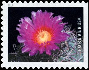 Devilshead (Echinocactus horizonthalonius)