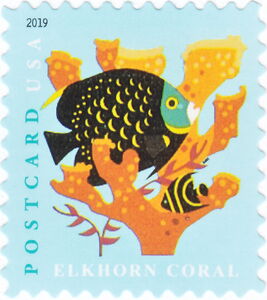 Elkhorn Coral (Acropora palmata), French Angelfish (Pomacant