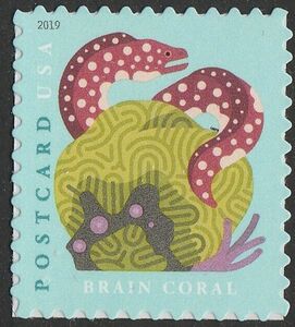 Grooved Brain Coral, Spotted Moray