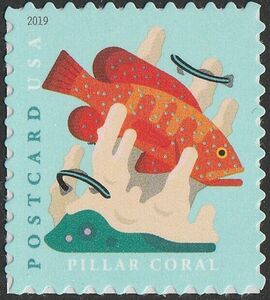 Pillar Coral, Coney