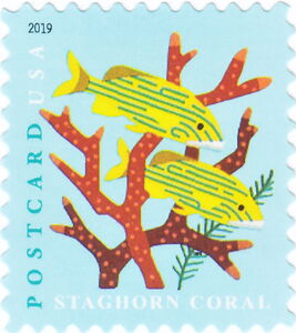 Staghorn Coral, Blue Striped Grunt