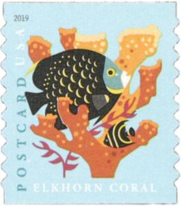 Elkhorn Coral, French Angelfish