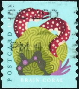 Grooved Brain Coral, Spotted Moray