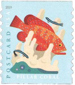 Pillar Coral, Coney