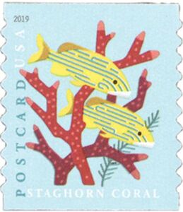 Staghorn Coral, Blue Striped Grunt