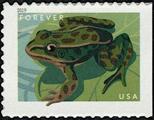 Northern Leopard Frog (Lithobates pipiens)