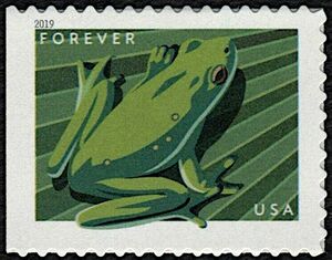 American Green Tree Frog (Hyla cinera)