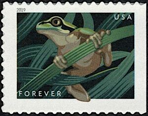 Squirrel Tree Frog (Hyla squirella)