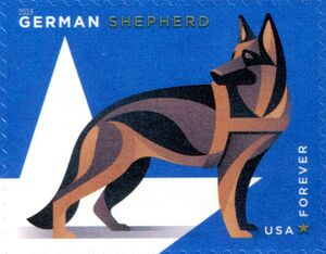 German Shepherd (Canis lupus familiaris)