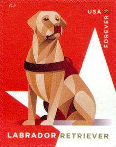 Labrador Retriever (Canis lupus familiaris)