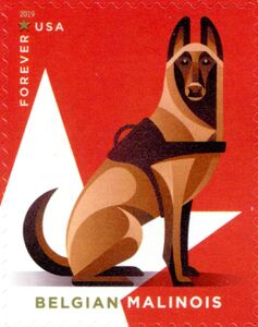 Belgian Malinois (Canis lupus familiaris)