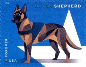 Dutch Shepherd (Canis lupus familiaris)