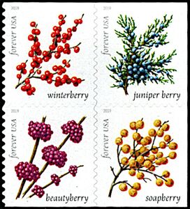 Winter Berries