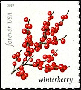 Winterberry (Ilex verticillata)