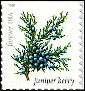 Juniper Berry (Juniperus communis)