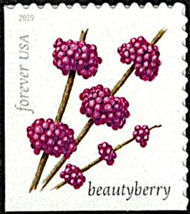 Beautyberry (Callicarpa americana)