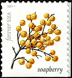 Soapberry (Sapindus saponaria)