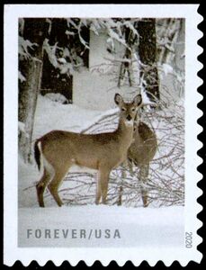 Deer in Snow