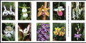 Wild Orchids: Block of 10