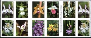 Wild Orchids